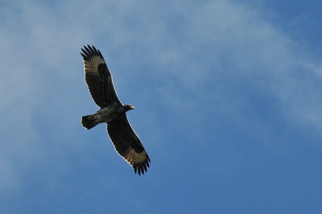 black eagle 1